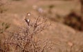 Indian silverbill bird