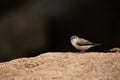 Indian silverbill, Euodice malabarica, Hampi, Karnataka, India