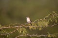 Indian Silverbill- Euodice malabarica, Little Rann of Kutch, Gujarat