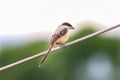 Long tailed shrike on hunt