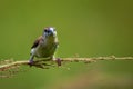 Indian silverbill white throated munia