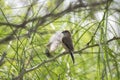 Indian Silverbill or White Throated Munia Collecting Feathers
