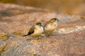 Indian Silverbill, or white-throated munia , Euodice malabarica, Hampi