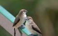 Indian Silverbill or white-throated munia Euodice malabarica