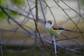 Indian silverbill or white-throated munia, Euodice malabarica, Jaisalmer Royalty Free Stock Photo