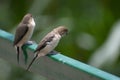 Indian silverbill or white-throated munia Euodice malabarica Pair