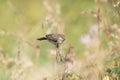 Indian Silverbill or White throated Munia