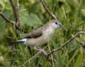 Indian Silverbill