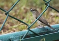 Indian Silverbill or White-throated Munia