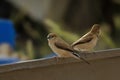 indian silverbill or white-throated munia