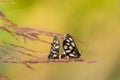 Indian Skipper butterflies lovemaking, bright background Royalty Free Stock Photo