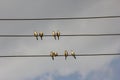 Indian sliver bills sitting in pairs on the cable wires