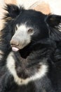 Indian sloth bear