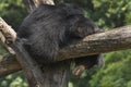 Indian Sloth Bear