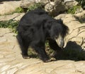 Indian Sloth bear