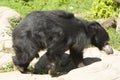 Indian Sloth bear