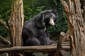 Indian sloth bear Melursus ursinus Royalty Free Stock Photo