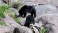 Indian sloth bear or Melursus ursinus seen in Daroji Sloth Bear Sanctuary in Ballari, Karnataka.