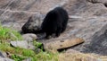 Indian sloth bear or Melursus ursinus seen in Daroji Sloth Bear Sanctuary in Ballari, Karnataka.