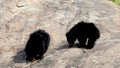 Indian sloth bear or Melursus ursinus seen in Daroji Sloth Bear Sanctuary in Ballari, Karnataka.