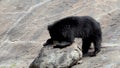 Indian sloth bear or Melursus ursinus seen in Daroji Sloth Bear Sanctuary in Ballari, Karnataka.