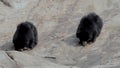 Indian sloth bear or Melursus ursinus seen in Daroji Sloth Bear Sanctuary in Ballari, Karnataka.