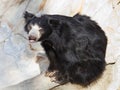 Indian sloth bear