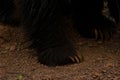 Indian sloth bear powerful Claws on the ground. Royalty Free Stock Photo