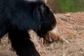 Indian sloth bear walking, closeup shot. Royalty Free Stock Photo