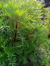 Indian small gardens genda plants look