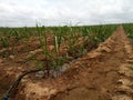 Indian smart tacanical sugarcane farm..
