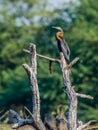 Indian Snake bird, Oriental darter