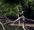 Indian Snake birds