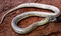 Indian Snake. Dangerous snake. This snake is 3 fit long.