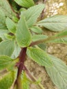 Healthy herbs Royalty Free Stock Photo