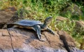 Indian Softshell Turtle aka Gangetic Softshell turtle, Nilssonia gangetica, sun bathing on a rock on the bank of Mahanadi River,