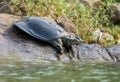 Indian Softshell Turtle aka Gangetic Softshell turtle, Nilssonia gangetica, sun bathing on a rock on the bank of Mahanadi River,