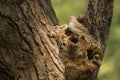 Indian sparrow bird wildlife