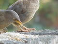 Indian sparrow eating wheat and rice seeds in the courtyard of my house