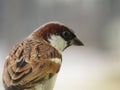 Indian Sparrow sitting on grill Closeup Shot