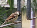 Indian Sparrow sitting on a rusted window grill Closeup Shot