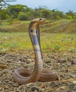 Indian spectacled cobra with hood upright, Naja naja, Satara, Maharashtra Royalty Free Stock Photo