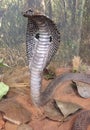 Indian spectacled cobra model Royalty Free Stock Photo