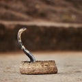 Indian spectacled Cobra Snake venomous with its hood - lat. Naja naja. Snake charmer and cobra in a basket. Wild Life Royalty Free Stock Photo