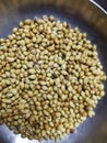 Indian spice coriander seeds flavour