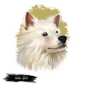 Indian Spitz dog digital art illustration isolated on white background. Indian origin utility group spitz dog. Pet hand drawn