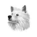 Indian Spitz dog digital art illustration isolated on white background. Indian origin utility group spitz dog. Pet hand drawn