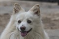 Coco Indian Spitz Close-Up Of Face. Royalty Free Stock Photo