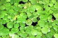 Indian spongeplant, or Limnobium laevigatum, a floating aquatic plant of the family Hydrocharitaceae