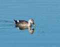 Indian Spot-billed Duck Anas poecilorhyncha searching for food while swimming in the water of lake